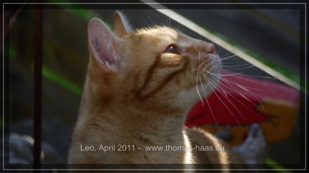Leo, 04.04.2010 - 06.01.2020