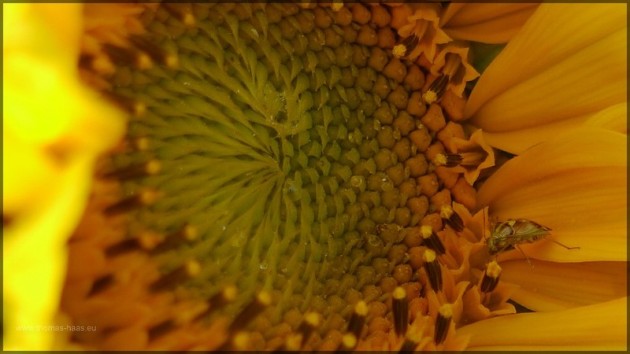 Sonnenblume mit Käfer, Juli 2013