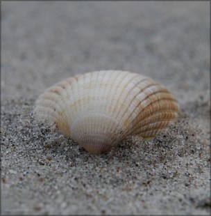 Muschel im Ostsee-Sand, Februar 2016