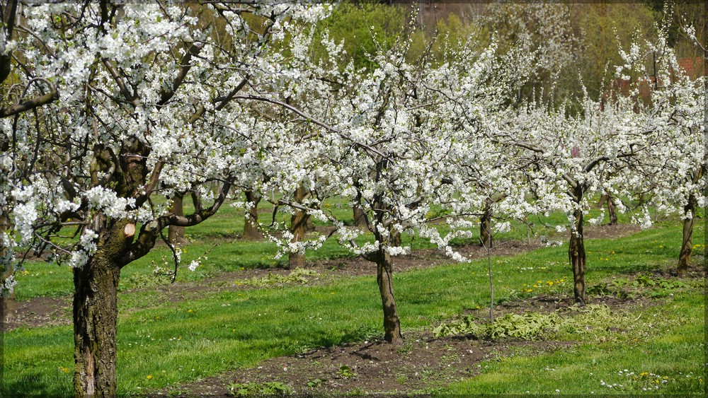 Obstbäume in Blüte, April 2016
