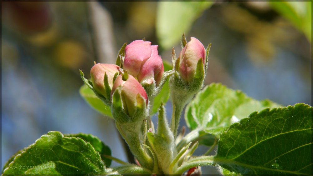 Rosa Blüten am Apfelbaum, April 2016