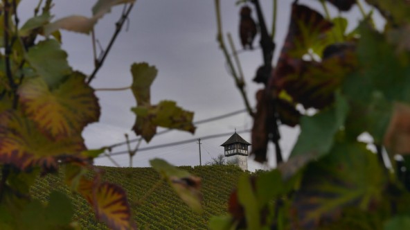 Weinwachturm in Meersburg, Nov. 2016
