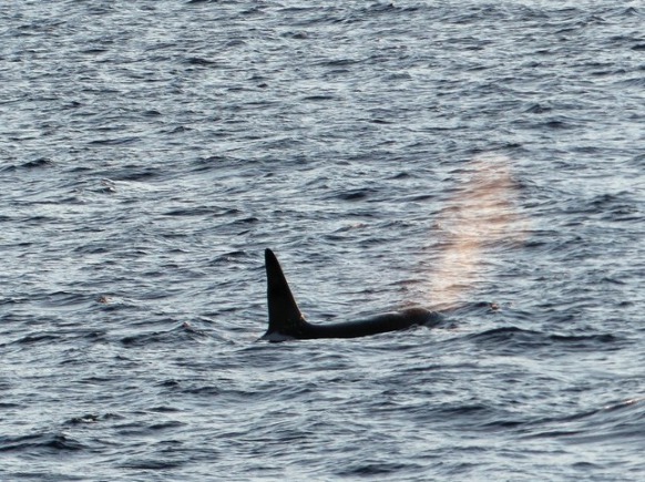 Orca bei Kårhamn