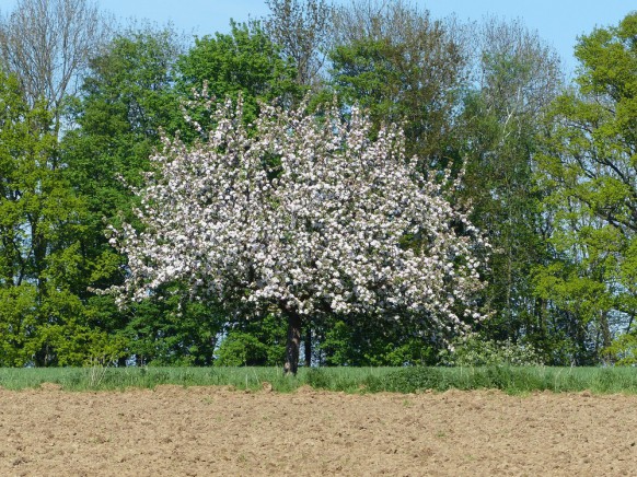Blühender Apfelbaum, 27. April 2018
