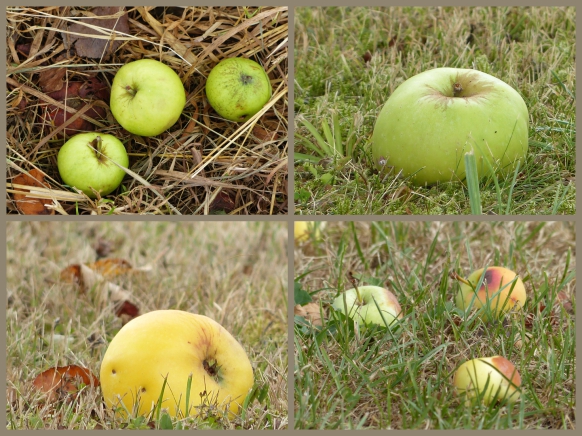 Fallobst, diverse Äpfel in der Wiese, August 2018