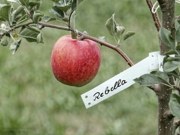 Apfel der Sorte Rebella, 01.09.2018