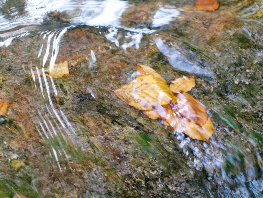 Blätter im Wasser, Eistobel, 2018