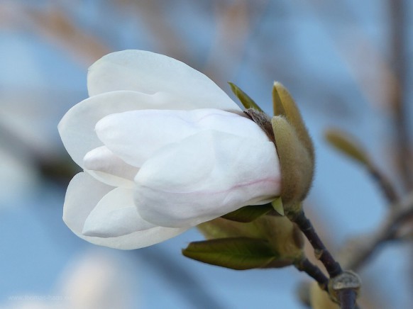 Magnolienblüten in Weißenhorn am 29.03.2019