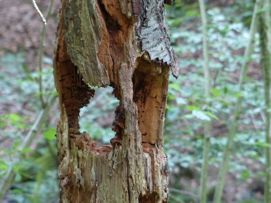 Durchbrochener Baum, Skulptur in der Natur, 2019