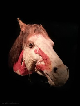 Pferdekopf in den Körperwelten der Tiere, Ulm, 2019