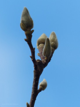 Blütenansatz einer Magnolie, Januar 2020