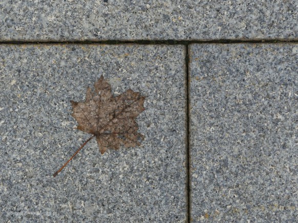 Bild des Monats, April 2024 - ein Ahornblatt zerfällt, löst sich auf einer Steinplatte auf...