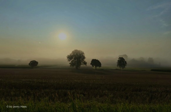 Bild des Monats, September 2025, herbstliche Weide im Gegenlicht - © by Jenny Haas