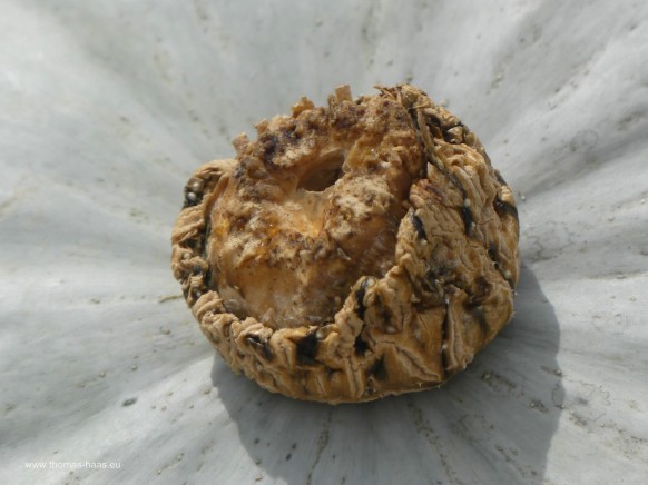 Bild des Monats, November 2025 - Ein Kürbis der Sorte Crown Prince...