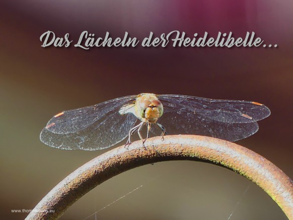 Motivation für den November 2025 - Ich bleibe dabei, die Libelle grinst!