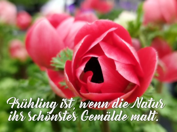 Motivation für den Juni 2026 - Anemonen...