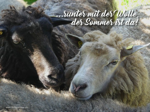 Motivation für den Juli 2026 - Es geht an die Wolle, der Sommer ist da! Schafe warten auf die Schererin.