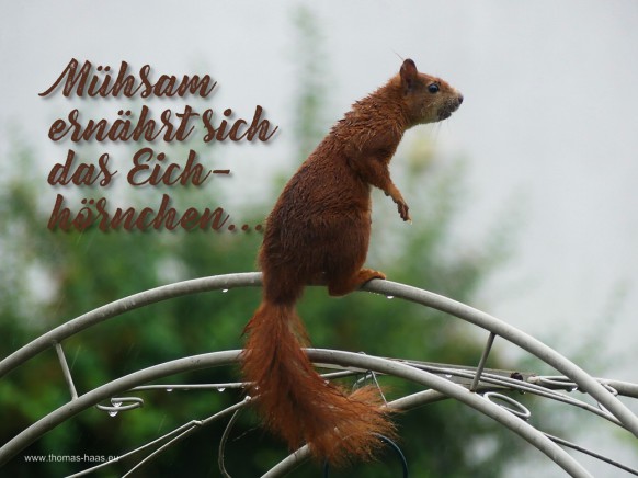 Motivation für den Juli 2026: Ein Eichhörnchen kämpft sich durch..