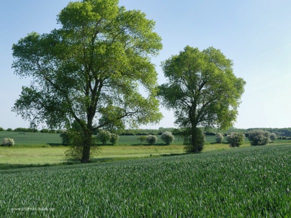 Bild des Monats, August 2026 - Junges Land bei Maasholm... - durch Eindeichung gewonnen!
