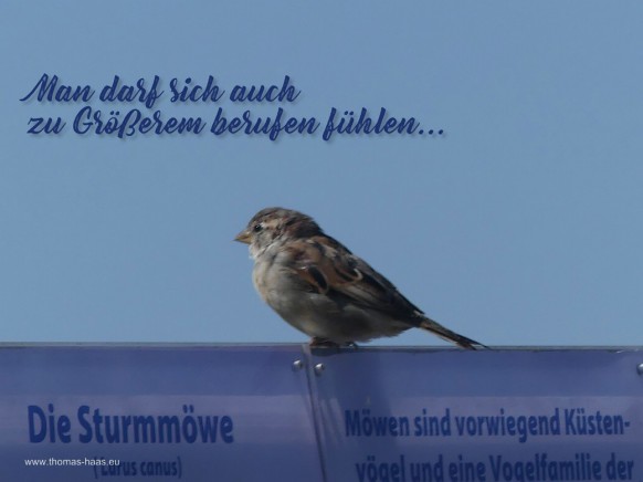 Motivation für den Oktober 2026: Ein Spatz auf der Beschreibung zur Sturmmöwe!