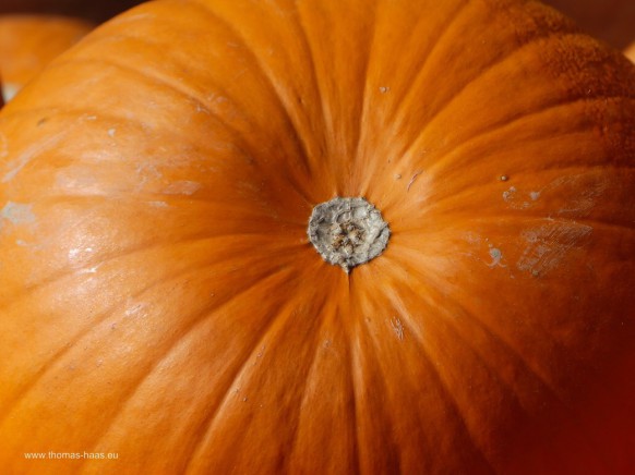 Bild des Monats, November 2026 - ein Halloween-Kürbis
