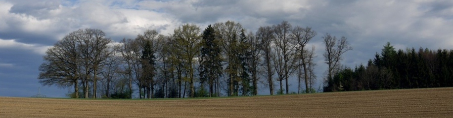 Panorama Feld